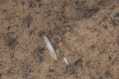 38969-4 cikkszámú tapéta.Beton,kőhatású-kőmintás,barna,szürke,illesztés mentes,lemosható,vlies tapéta