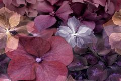 2267-10 cikkszámú tapéta.Virágmintás,lila,pink-rózsaszín,vlies panel, fotótapéta