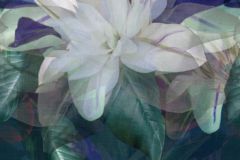 2269-10 cikkszámú tapéta.Virágmintás,fehér,lila,zöld,vlies panel, fotótapéta