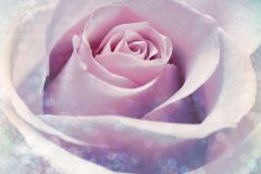 XXL2-020 cikkszámú tapéta.Virágmintás,kék,pink-rózsaszín,gyengén mosható,vlies poszter, fotótapéta