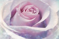 XXL2-020 cikkszámú tapéta.Fotórealisztikus,virágmintás,fehér,lila,pink-rózsaszín,szürke,gyengén mosható,vlies poszter, fotótapéta